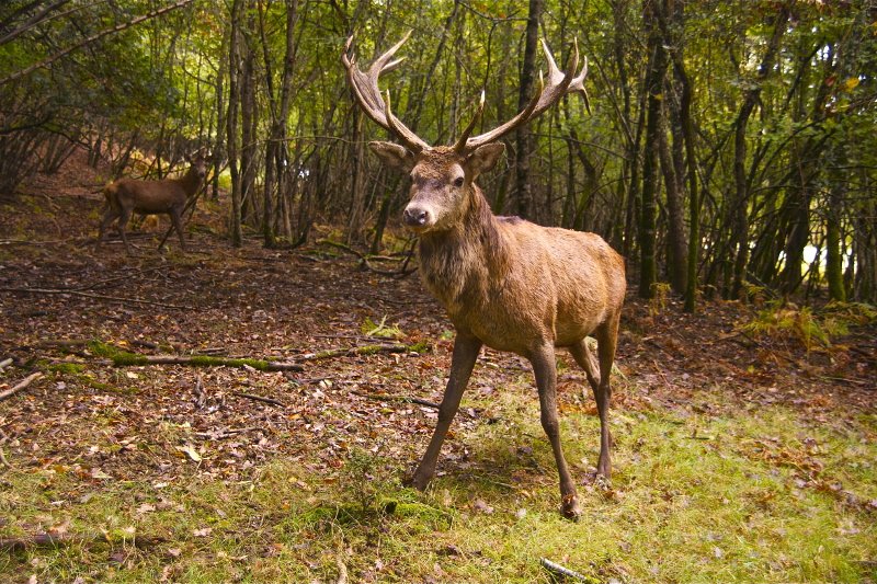 Dzięki pozyskaniu komórek macierzystych z poroża jelenia, firma Stem Cells Spin z Wrocławia wprowadziła na rynek 10 kosmetyków regeneracyjnych pod marką Revitacell.
