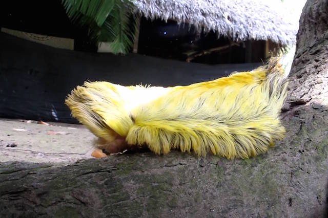 Podobieństwo jest uderzające.