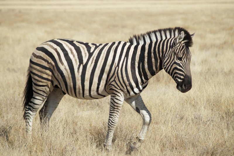 Zebra to jedno z najlepiej rozpoznawalnych stworzeń na świecie. Dzięki paskom. Tylko jaką funkcję one spełniają?