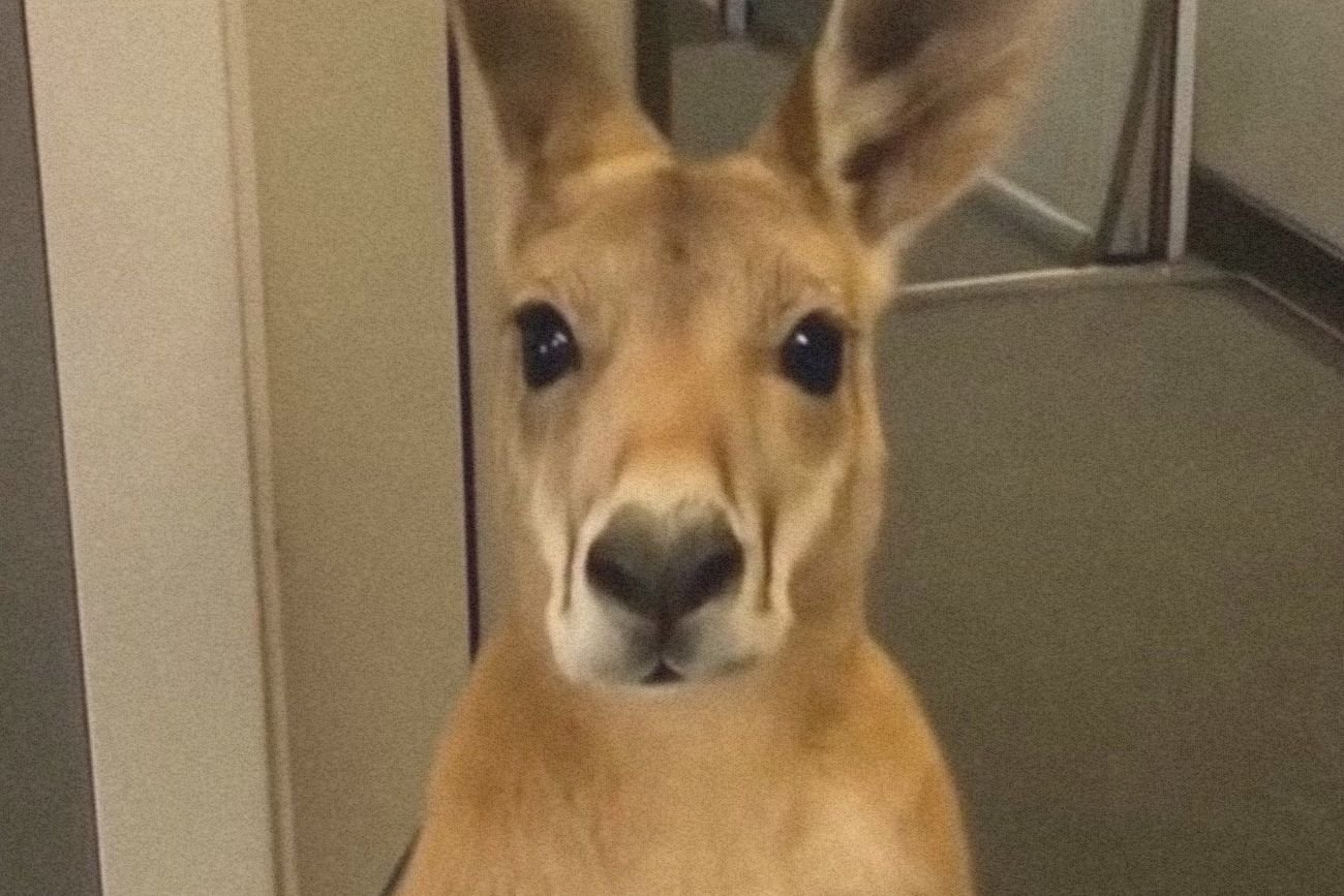 Ludzie uwierzyli, iż kangur z lotniska istnieje. AI coraz poważniej miesza w głowach