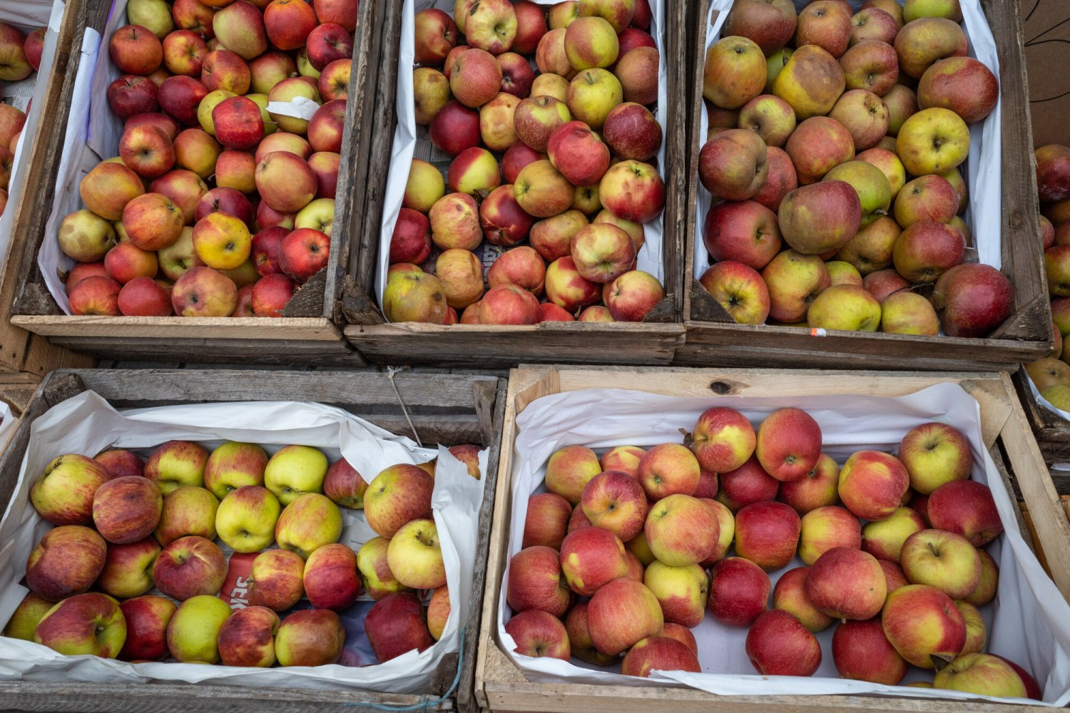 Sadownik prosi o pomoc w sieci i oferuje konkurencyjne stawki