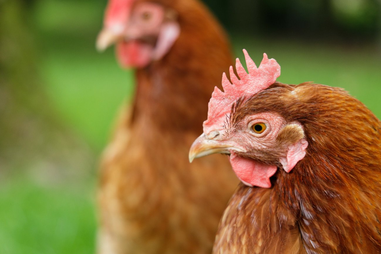 Polski gigant drobiarski zostanie sprzedany Francuzom