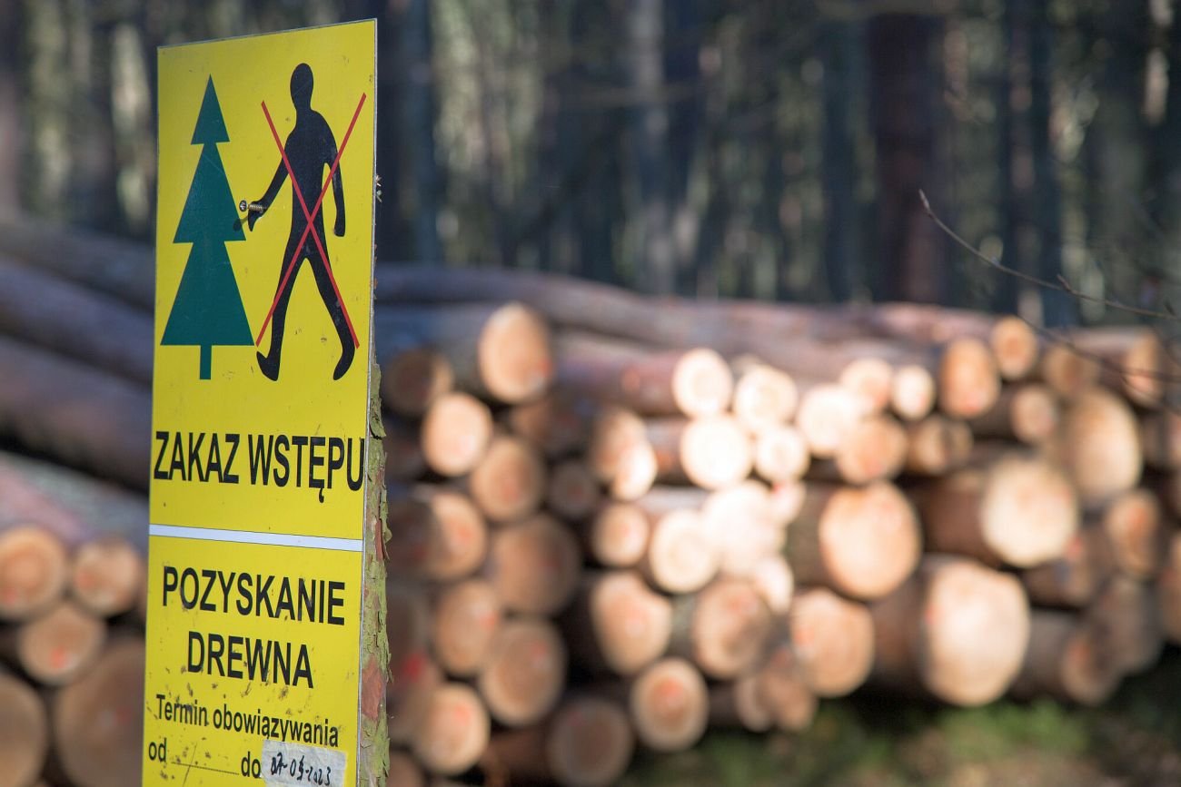 Polska w ciągu ośmiu miesięcy stała się jednym z największych eksporterów kłód drewna iglastego do Chin