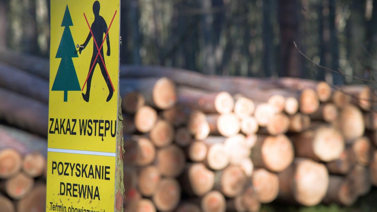 Polska w ciągu ośmiu miesięcy stała się jednym z największych eksporterów kłód drewna iglastego do Chin