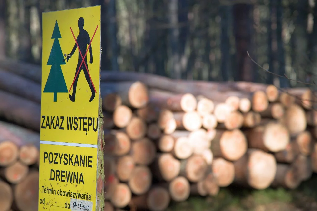 Polska w ciągu ośmiu miesięcy stała się jednym z największych eksporterów kłód drewna iglastego do Chin