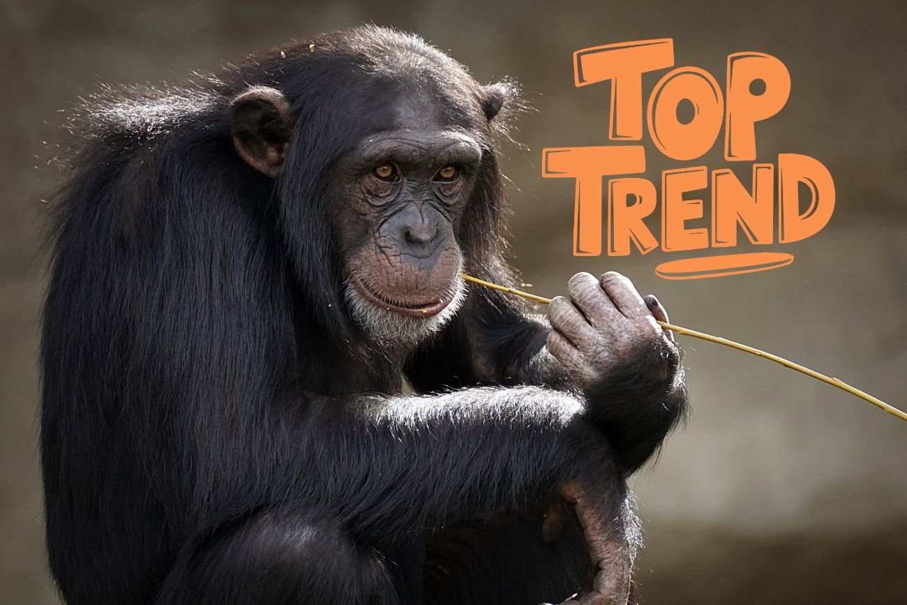 Zwierzęta też mają swoje trendy. Ten jest hitem wśród szympansów