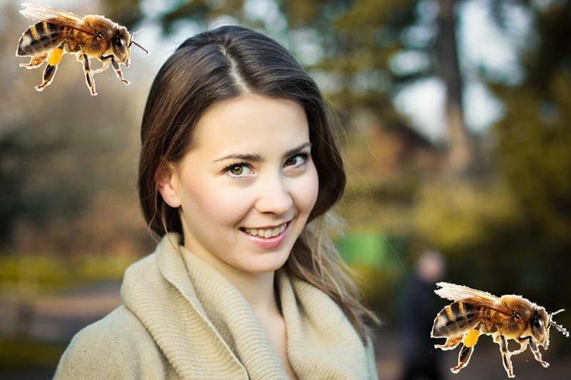 Polska zoolog prowadzi badania na brytyjskim uniwersytecie, których przedmiotem są pszczoły tresowane do bezbłędnej identyfikacji niedozwolonych substancji