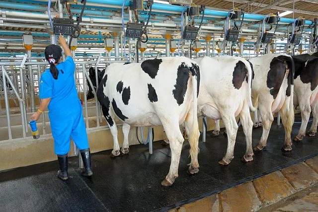 Na norweskich farmach mlecznych można zarobić ponad 13 000 zł miesięcznie. Mimo to, Polacy nie garną się już do tej pracy