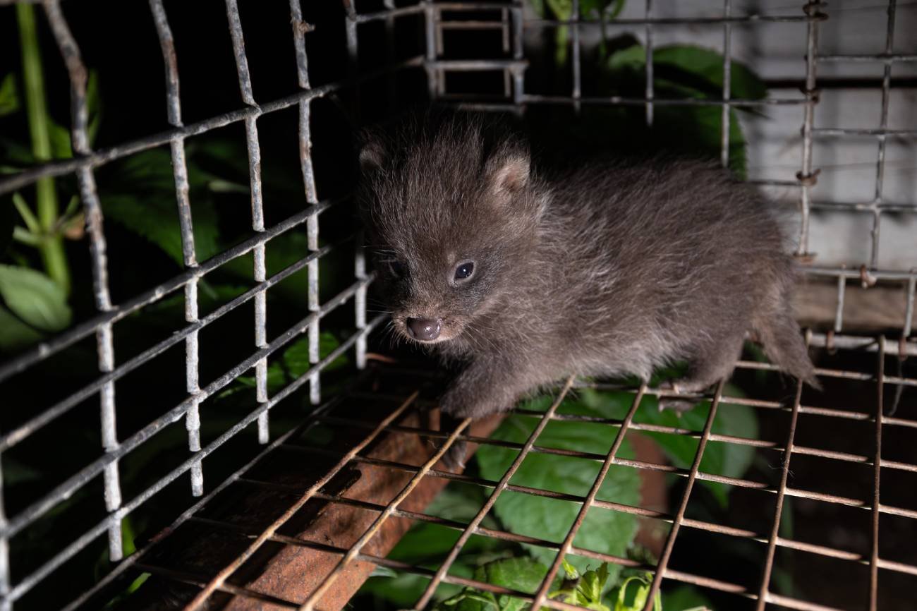 Branża futrzarska w Polsce upada. We wrześniu mogą wbić gwóźdź do trumny