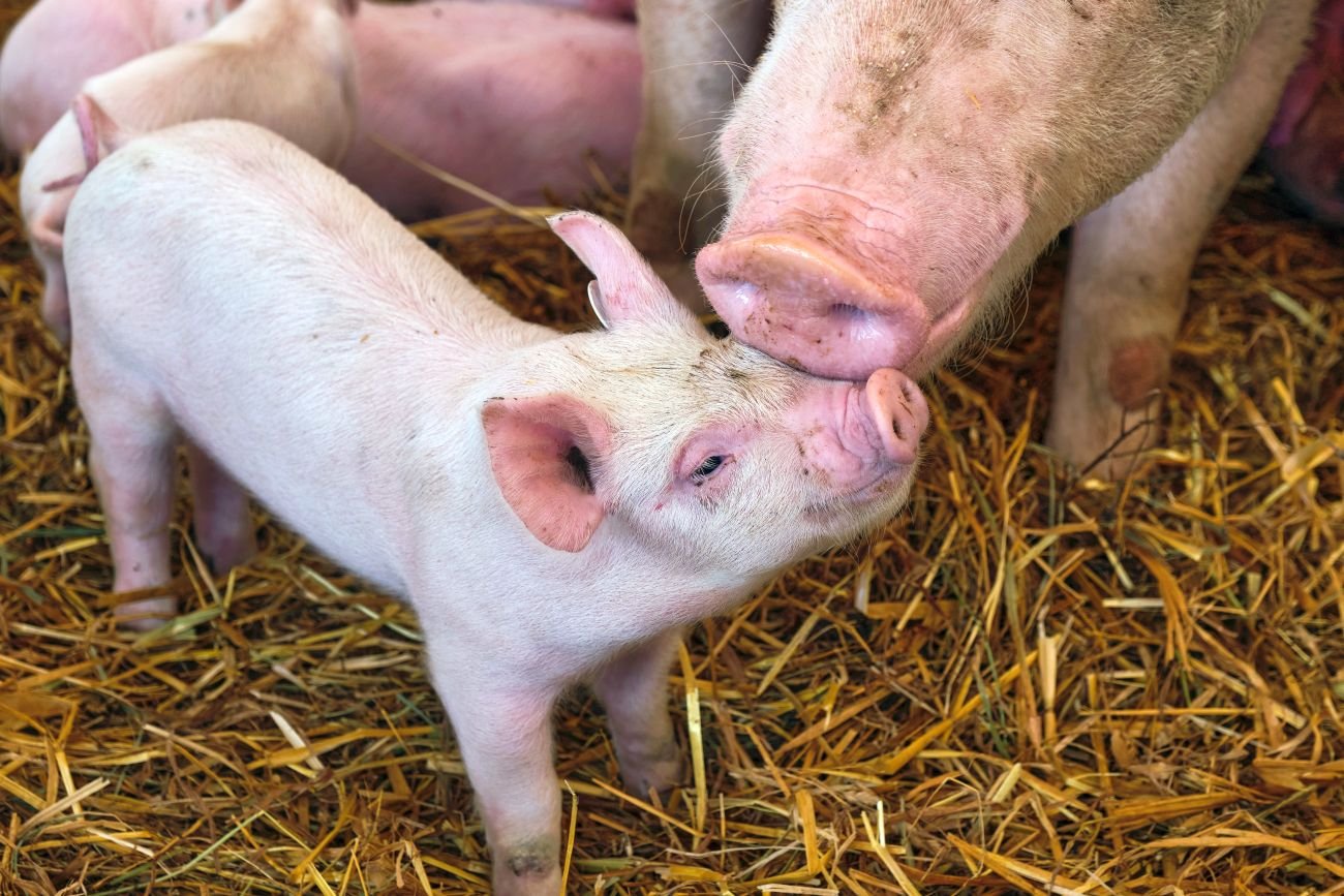 Polacy coraz częściej jedzą schabowego z duńskich czy niemieckich świń.