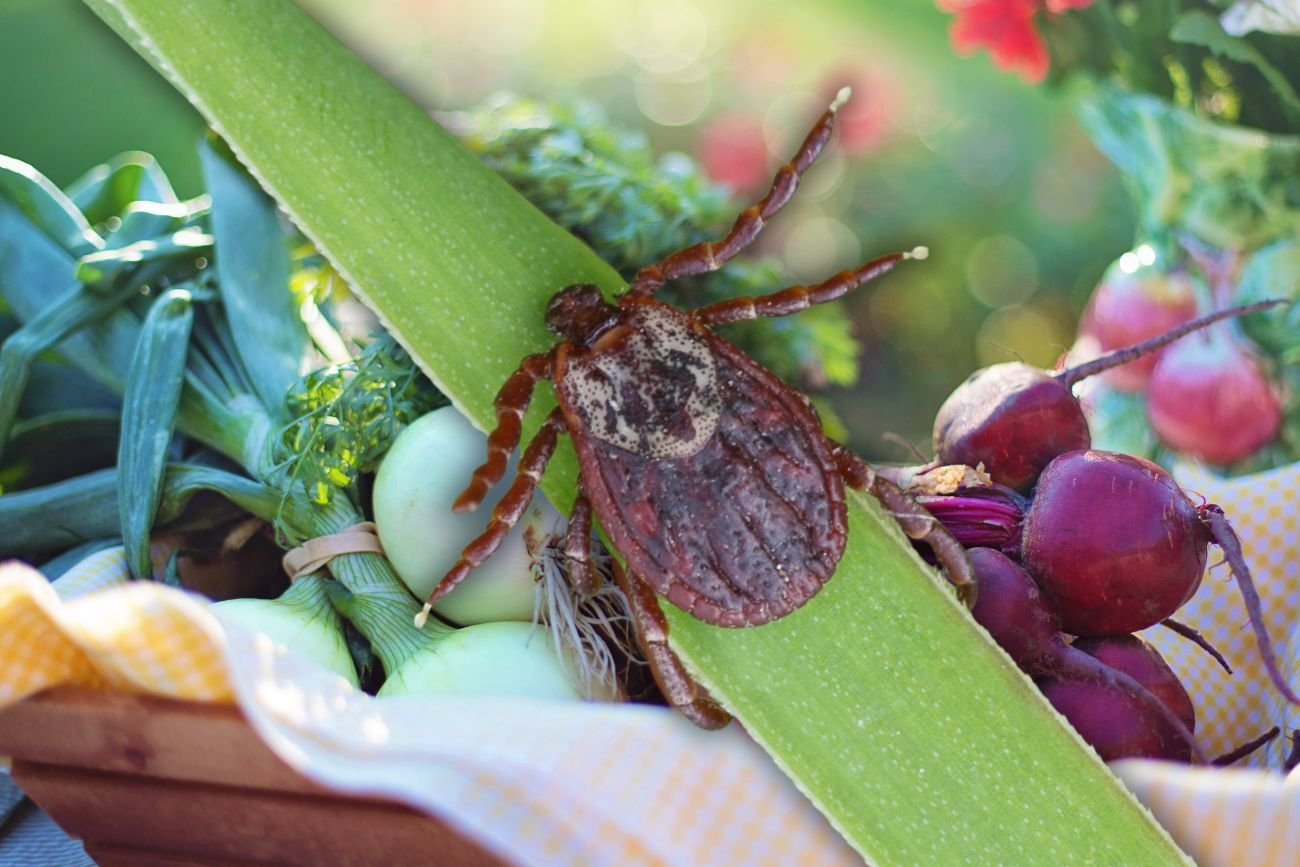Kleszcz nad warzywami.