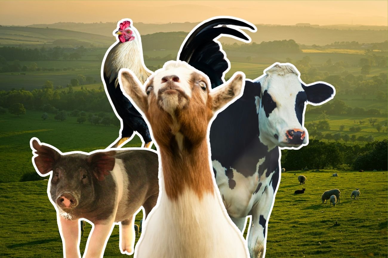 Dziedzictwo sensoryczne wsi jest zagrożone. Zapach obornika i pianie koguta coraz częściej staje się przedmiotem sądowych pozwów. Zmiana krajobrazu wsi sprawia, że jej mieszkańcy muszą płacić za zapachy i dźwięki, które towarzyszą im od pokoleń. 