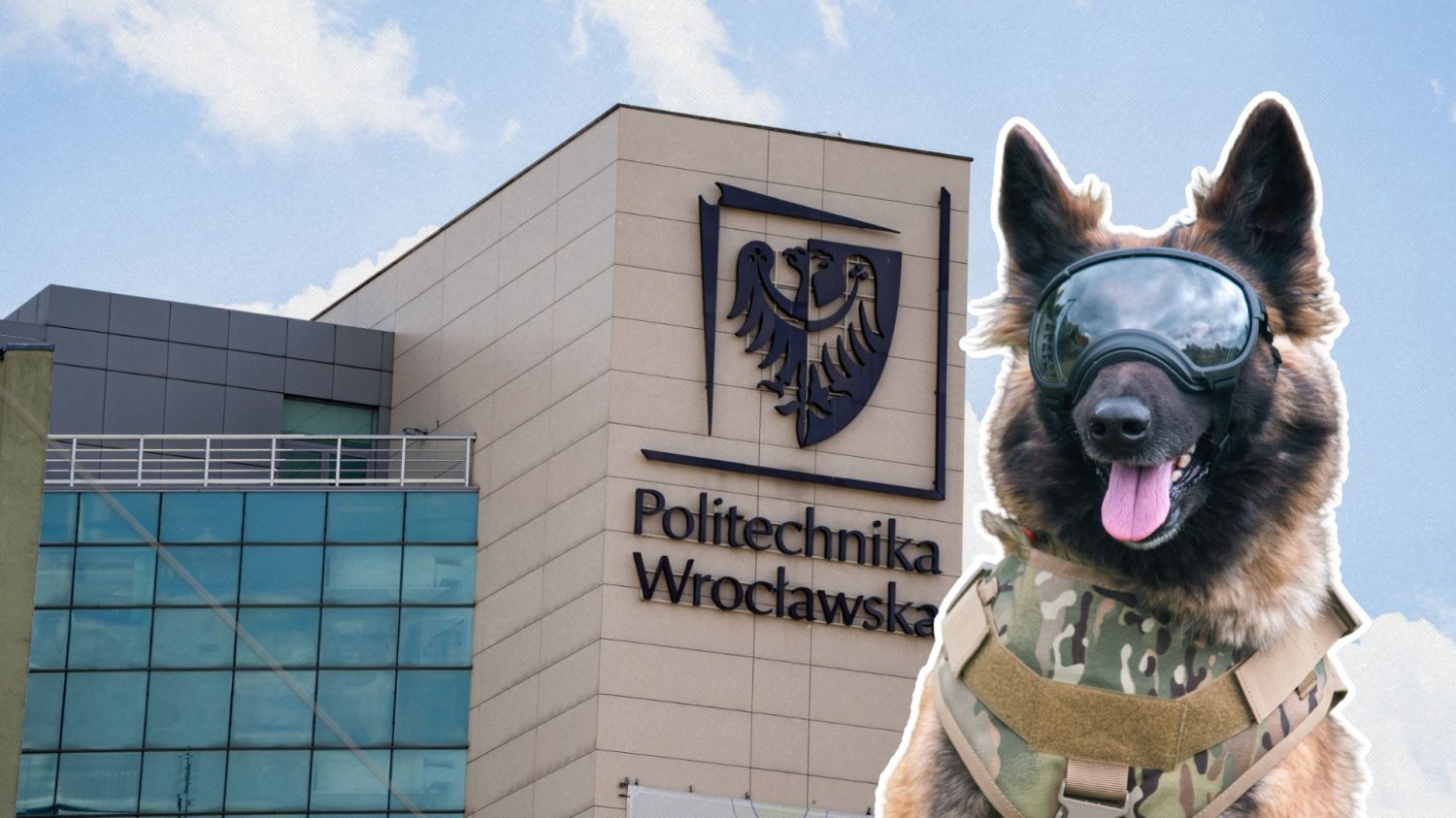Pancerze dla psów od Politechniki Wrocławskiej. Szarik też będzie pancerny Pies wojskowy w kamizelce na tle Politechniki Wrocławskiej.