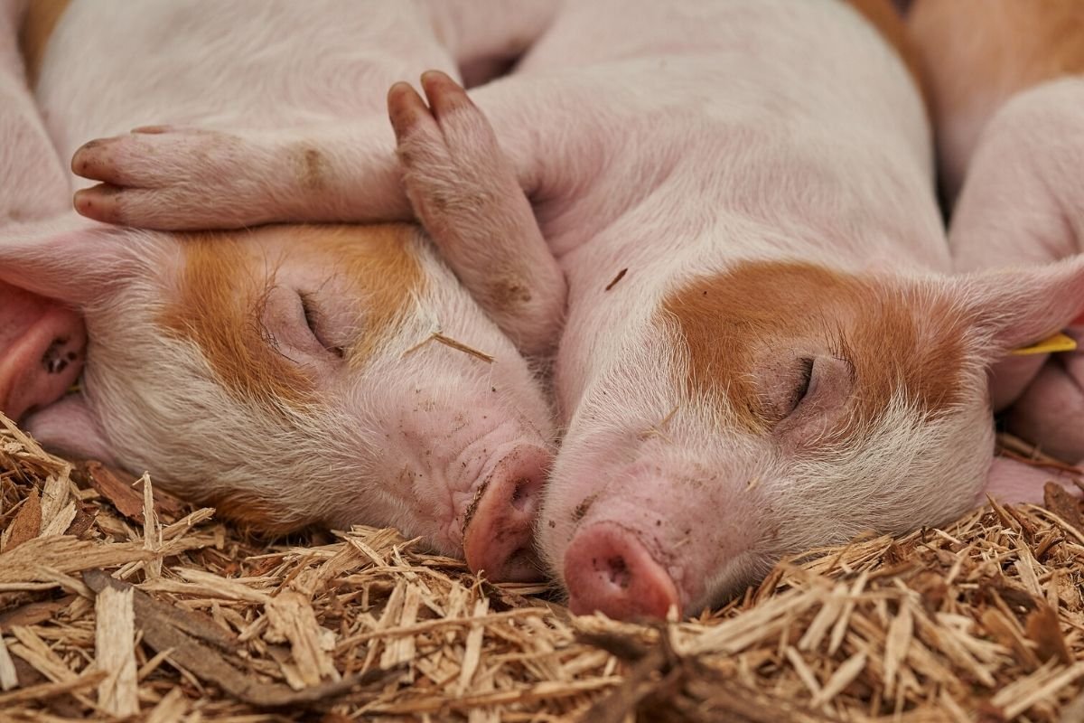 Cały czas rosną ceny mięsa wieprzowego. Eksperci prognozują, że przed świętami może zabraknąć mięsa w sklepach.