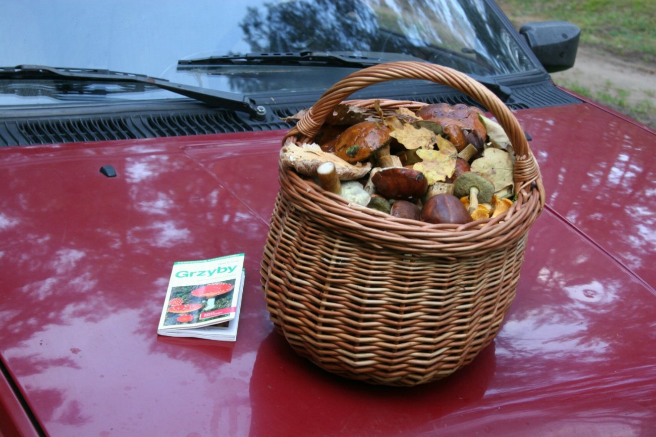 Koszyk z grzybami, samochód.