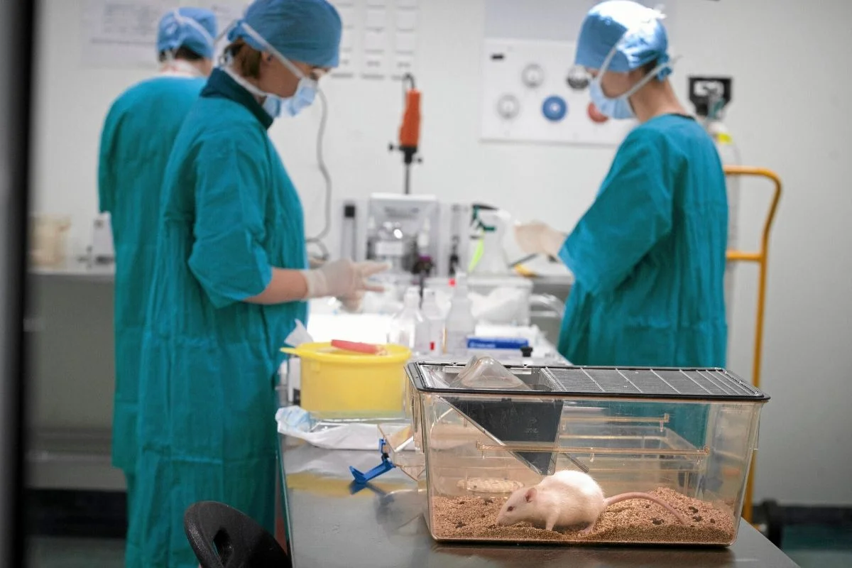 Laboratorium prof. Dziembowskiego tworzy transgeniczne myszy dla innych polskich badaczy, dzięki czemu mogą zajmować się zaawansowanymi problemami.