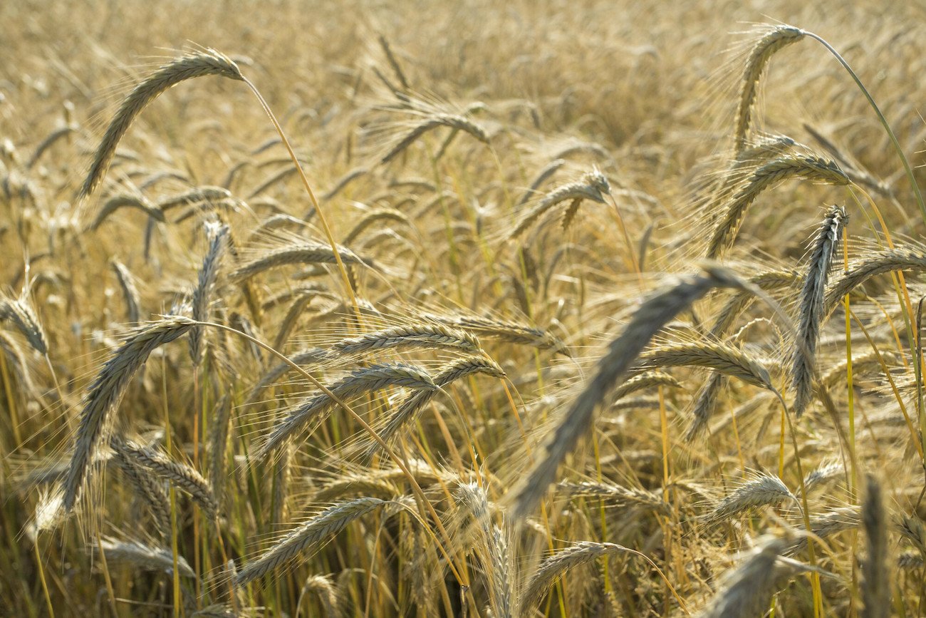 Żywność w Polsce zdrożeje