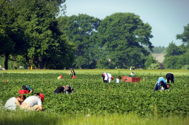 Choć bezrobocie w Polsce jest rekordowo niskie, wciąż wielu naszych rodaków decyduje się na wyjazd na popularne "saksy", by zarobić w trakcie wakacji dodatkowe pieniądze