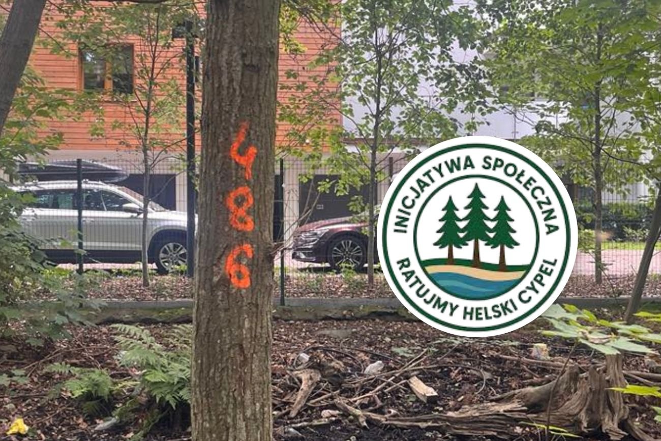 Inwestycja pochłonie setki drzew. "To już nie jest to samo miejsce, w którym się zakochałam"