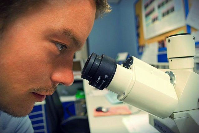 Naukowcy z ośrodków w Krakowie i Lublinie opracowali lek na nosemozę - popularną chorobę pszczół.