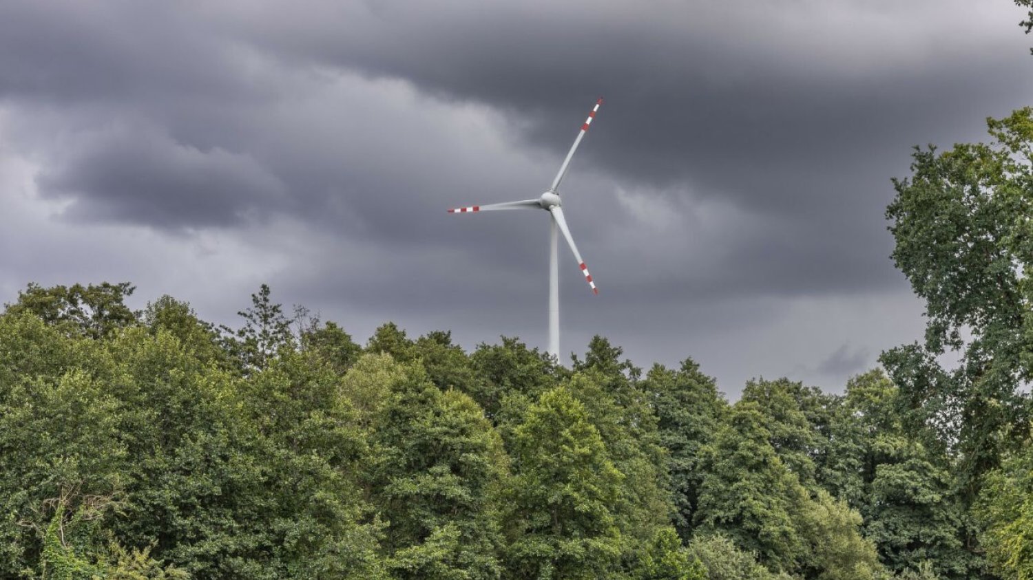 "Turbiny wiatrowe są coraz częściej instalowane w lasach, co może prowadzić do konfliktów między wysiłkami na rzecz łagodzenia zmiany klimatu a ochroną przyrody."
