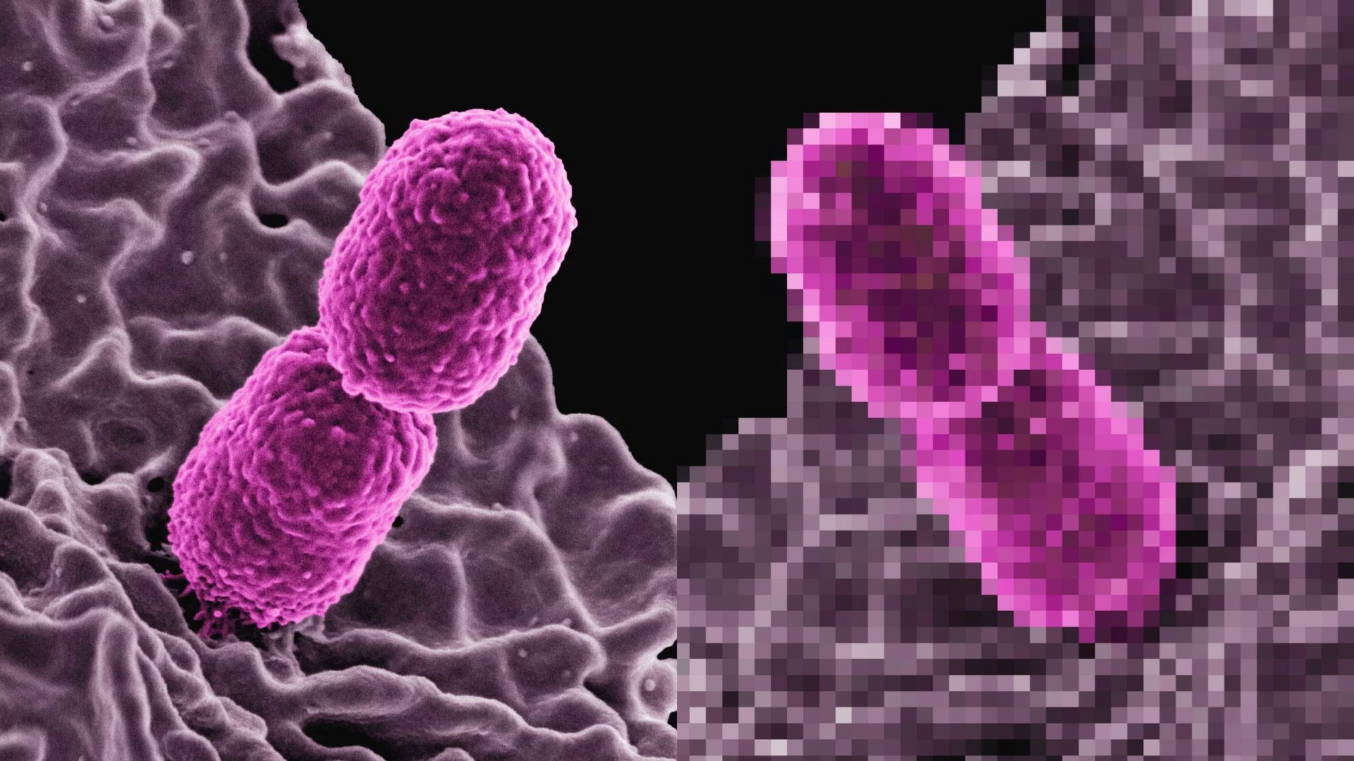 Poglądowe zdjęcie bakterii. W krajowskiej fabryce AI powstaną "cyfrowe bliźniaki" mikrobiomu