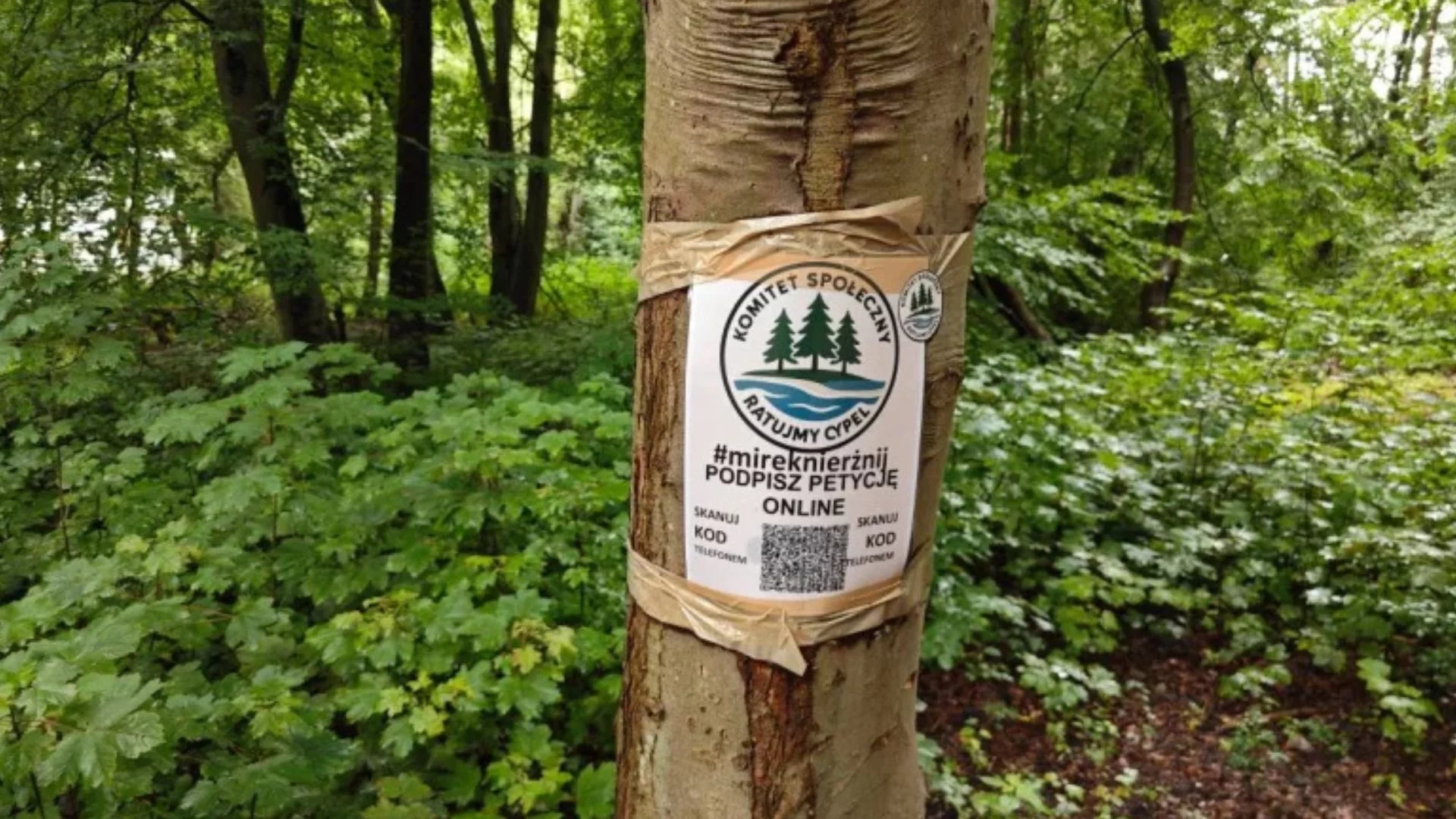 Drzewa na Helu jeszcze stoją. Mieszkańcy wygrali bitwę, ale to nie koniec