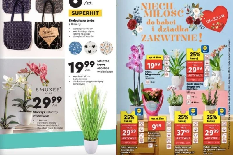 Storczyk sztuczny z Biedronki czy prawdziwy z Lidla?