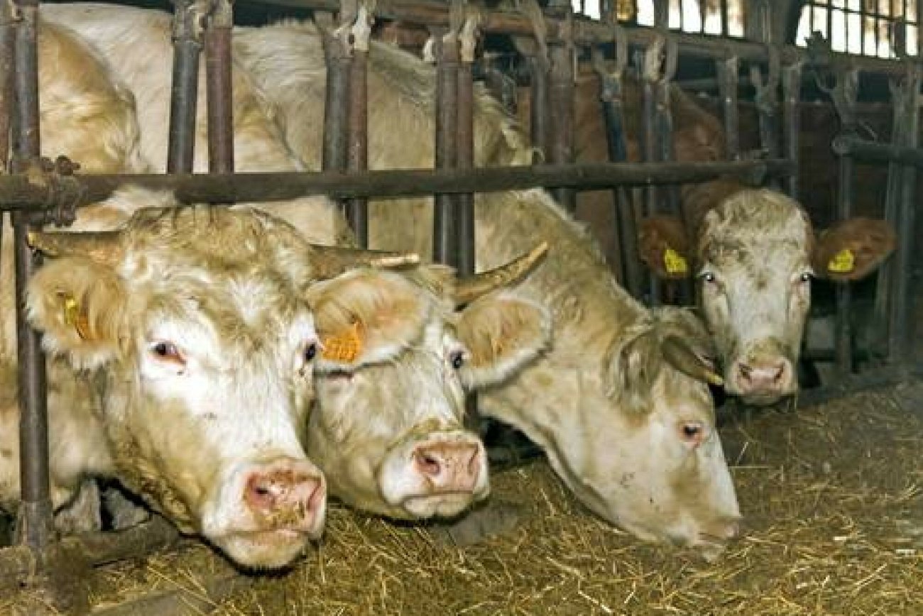 Krowy (zdj. ilustracyjne)