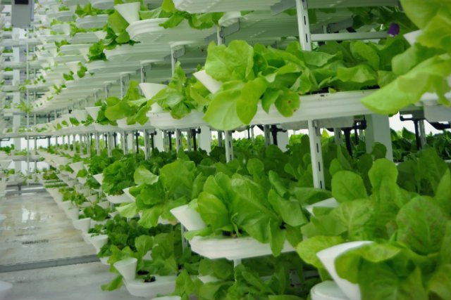 Wertykalne rolnictwo jest dużo zdrowsze od tradycyjnego