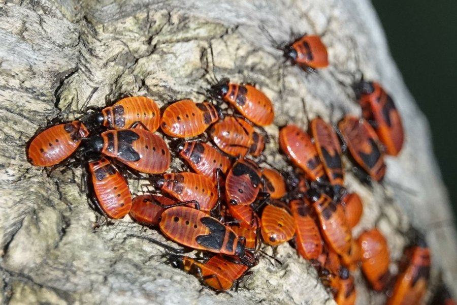 Jedzenie oparte m.in. na larwach chrząszczy, to - według IKEI - dieta przyszłości.