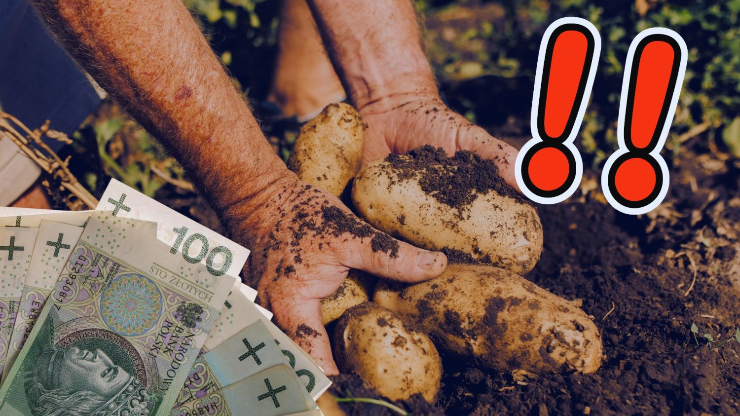 Milion ton ziemniaków zalega w magazynach. Ziemniaczany kryzys na polskiej wsi Ręce zbierające ziemniaki, banknoty i wykrzykniki. Milion ton ziemniaków piętrzy się w magazynach. Rząd ma pomóc rolnikom w ziemniaczanym kryzysie