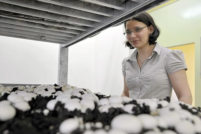 Naukowcy odkryli, że grzyby, w tym pieczarki, mają cenne składniki, opóźniające proces starzenia. Na zdjęciu dr Cecylia Ukłańska-Pusz z Centrum Grzybów Jadalnych i Leczniczych Wrocławskiego Uniwersytetu Przyrodniczego.