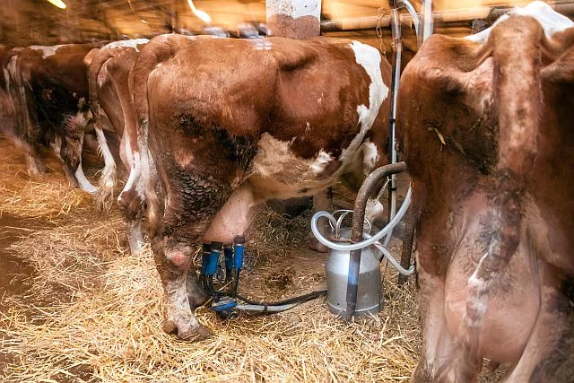 Najwyższą mleczność mają krowy, które całe życie spędzają w oborze
