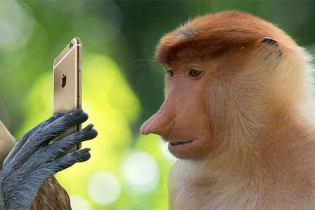 Nosacz sundajski - bohater wielu memów, został adoptowany przez Xiaomi Polska