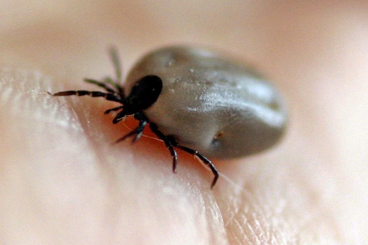 Afrykańskie kleszcze mogą być nawet 5 razy większe od naszych rodzimych gatunków