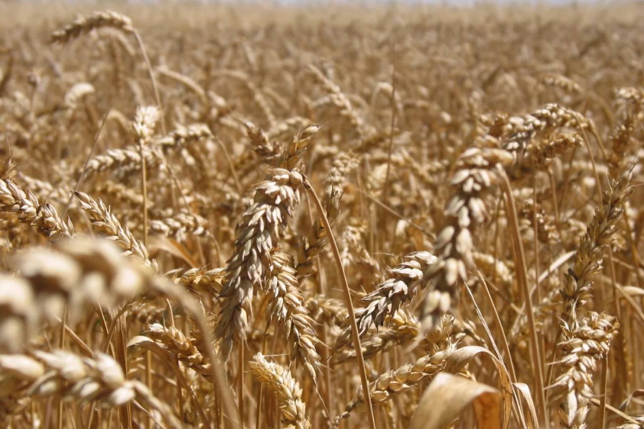 W Polsce jest problem zagospodarować paszę dla trzody.