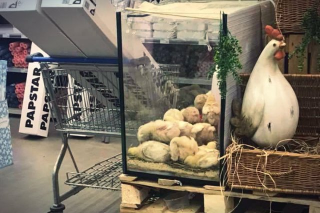 Hurtownia Costa we Wrocławiu wystawiła w swoim sklepie terrarium z żywymi kurczakami
