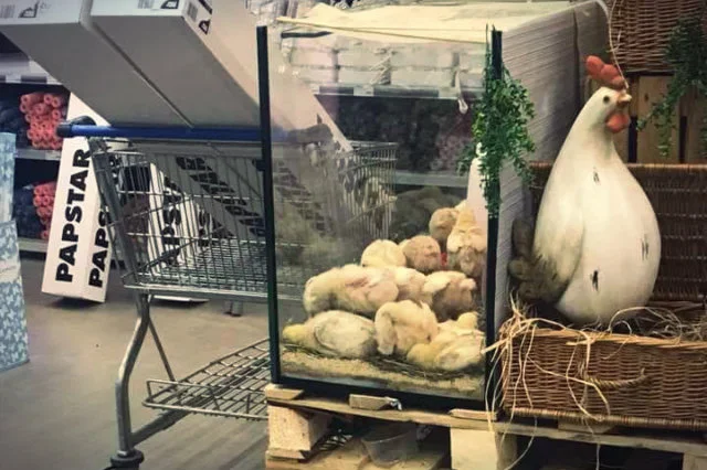 Hurtownia Costa we Wrocławiu wystawiła w swoim sklepie terrarium z żywymi kurczakami