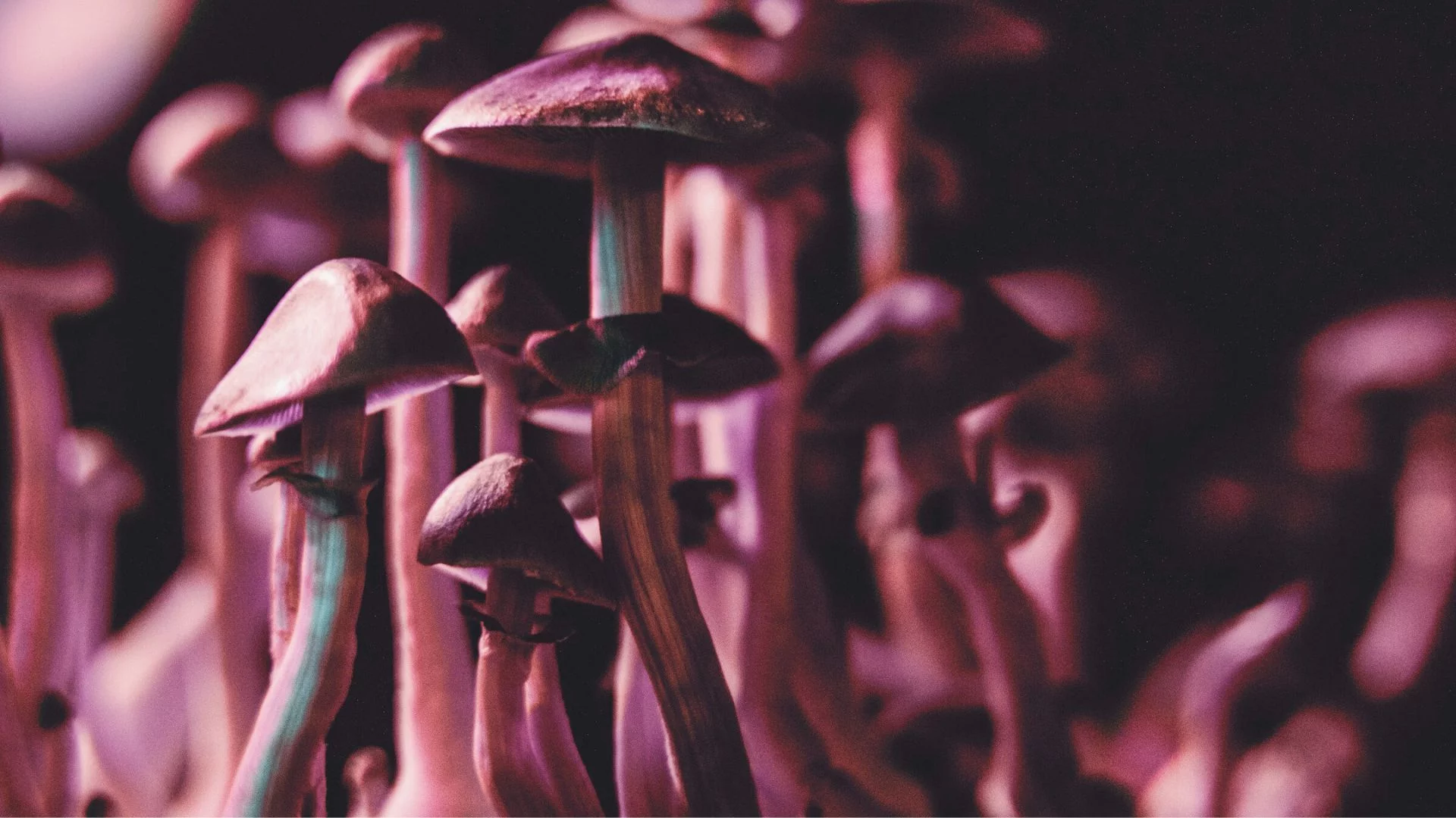 Pokochała ją Dolina Krzemowa. Teraz może pomóc walczyć z chronicznym bólem