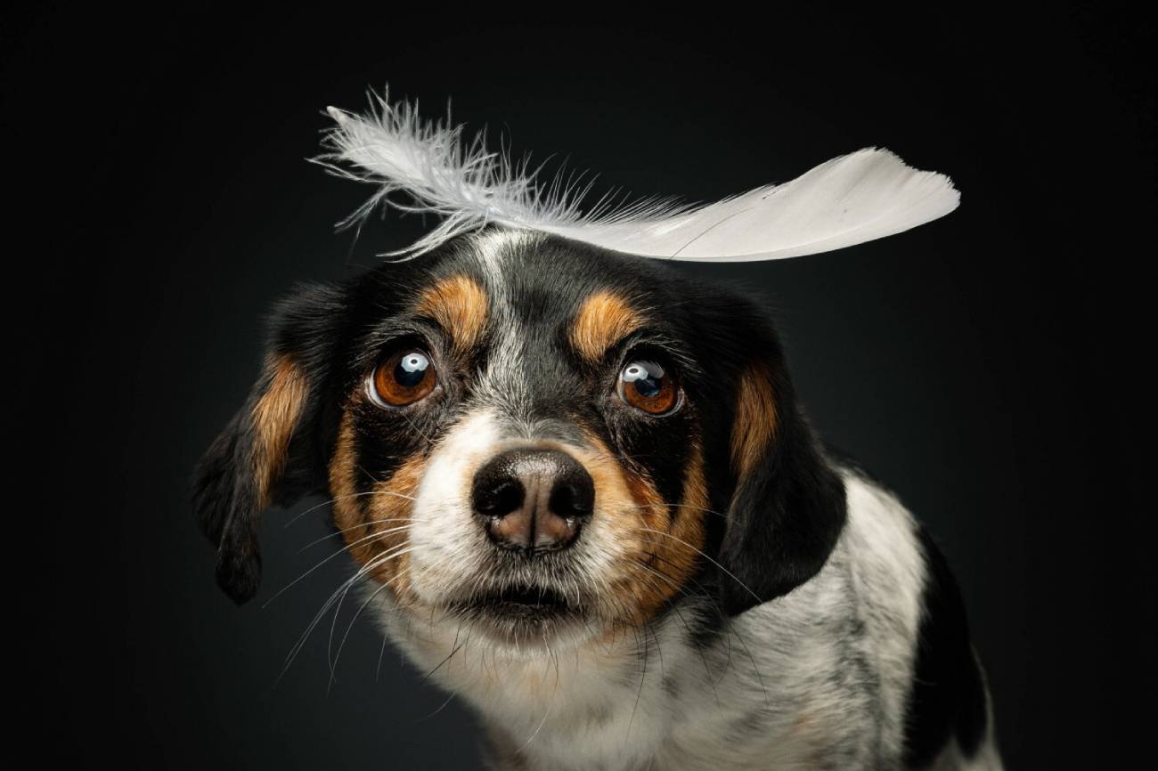 Studenci wynaleźli dźwiękoszczelną budę. Psy nie będą się stresować Studenci wynaleźli dźwiękoszczelną budę. Psy nie będą się stresować