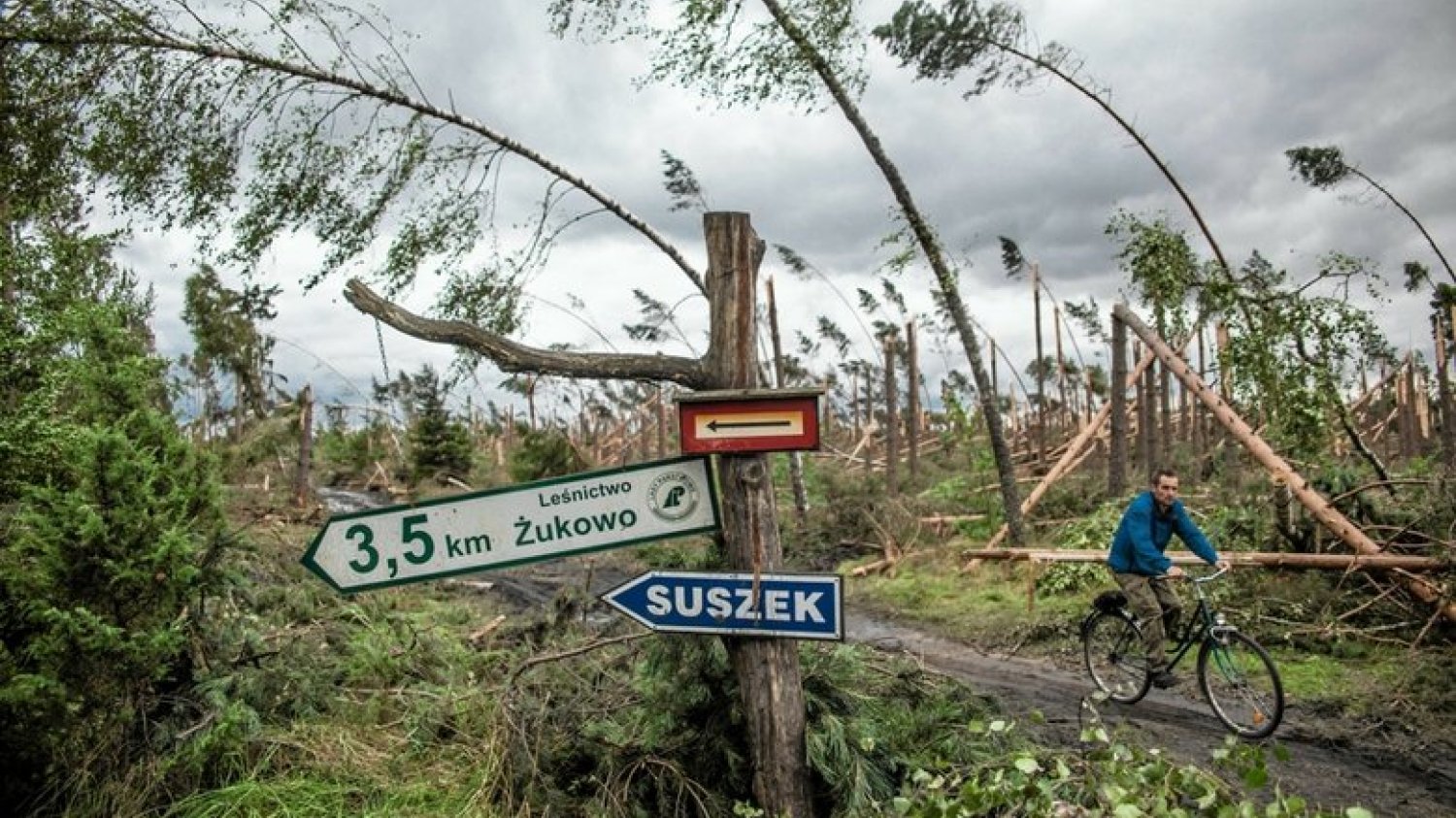 Lasy Państwowe zgodnie z obietnicami zabrały się za sprzedaż powalonych drzew. I przez ostatnie 12 miesięcy zarobiły na tym krocie
