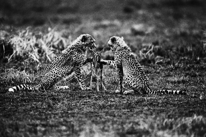 Tomasz Gudzowaty, Pierwsza lekcja zabijania, I nagroda World Press Photo w kategorii Natura i środowisko, 1999, www.artlibra.pl