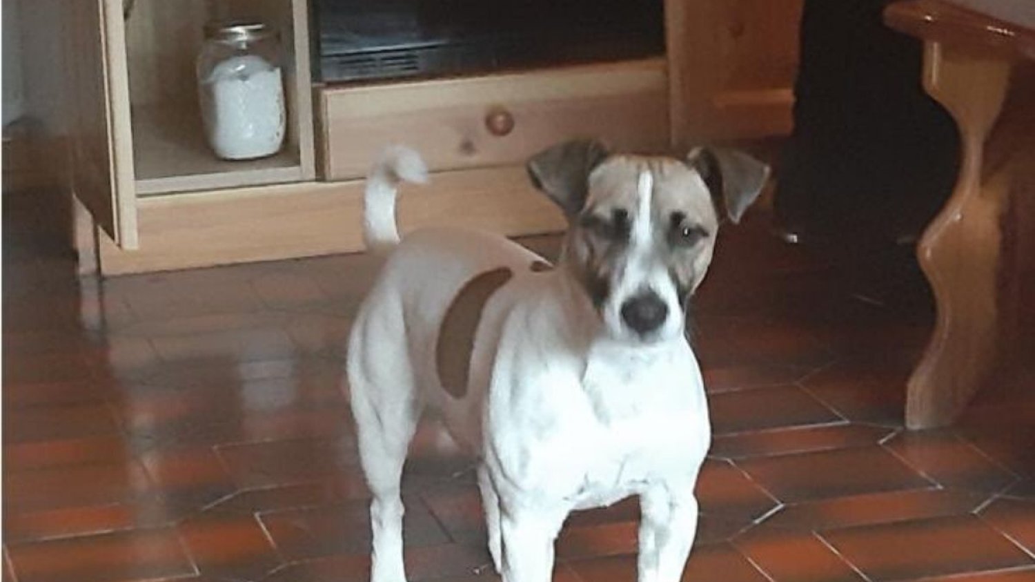 Pies imieniem Jack był posiadaczem biletu na samolot. Dzięki temu, kiedy jego lot został odwołany pies był uprawniony do otrzymania odszkodowania od linii lotniczej.