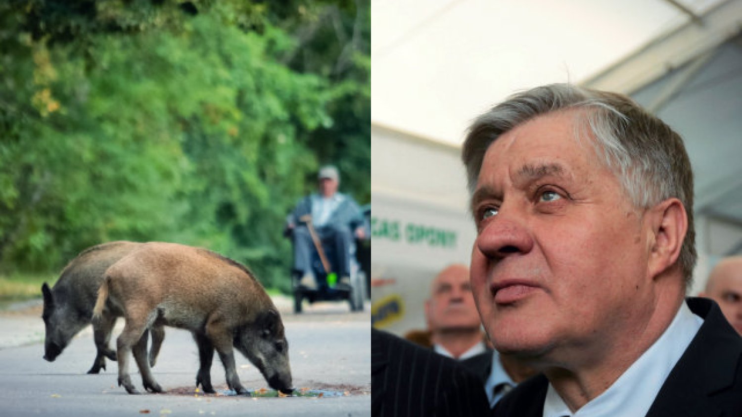 Białoruskie i ukraińskie dziki poczynają sobie na polskim pograniczu zbyt swobodnie – uznał minister rolnictwa Krzysztof Jurgiel