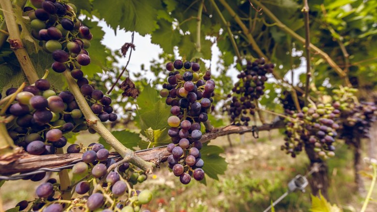 Do najbardziej znanych szczepów uprawianych na srebrnej Górze należą: Riesling, Chardonnay, Pinot Gris, Gewürztraminer, Pinot Noir, Zweigelt, Regent, Seyval Blanc.
