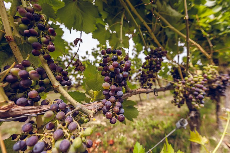 Do najbardziej znanych szczepów uprawianych na srebrnej Górze należą: Riesling, Chardonnay, Pinot Gris, Gewürztraminer, Pinot Noir, Zweigelt, Regent, Seyval Blanc.