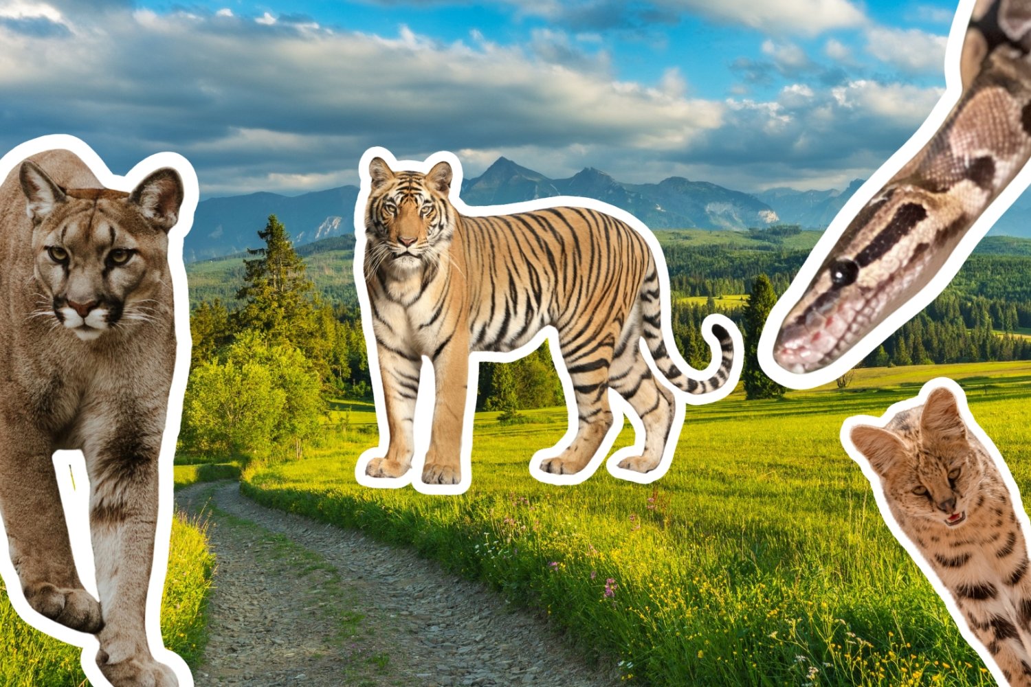 W lesie kolejna puma, w Łomiankach jeżozwierz. Też masz wrażenie, że coś tu nie gra? dzikie koty i wąż na tle panoramy Tatr