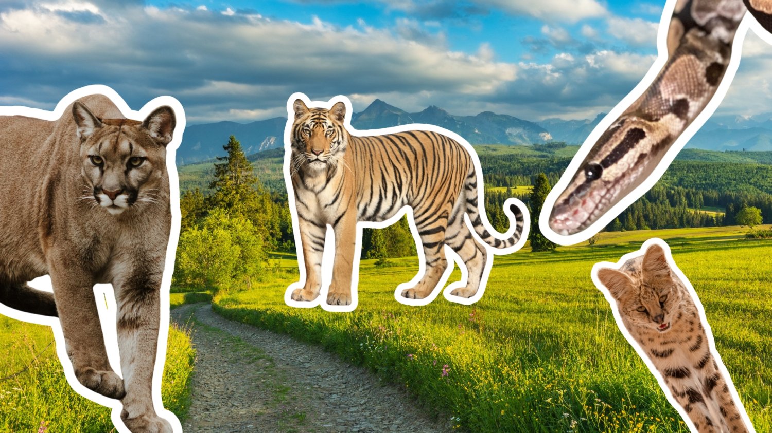 W lesie kolejna puma, w Łomiankach jeżozwierz. Też masz wrażenie, że coś tu nie gra? dzikie koty i wąż na tle panoramy Tatr