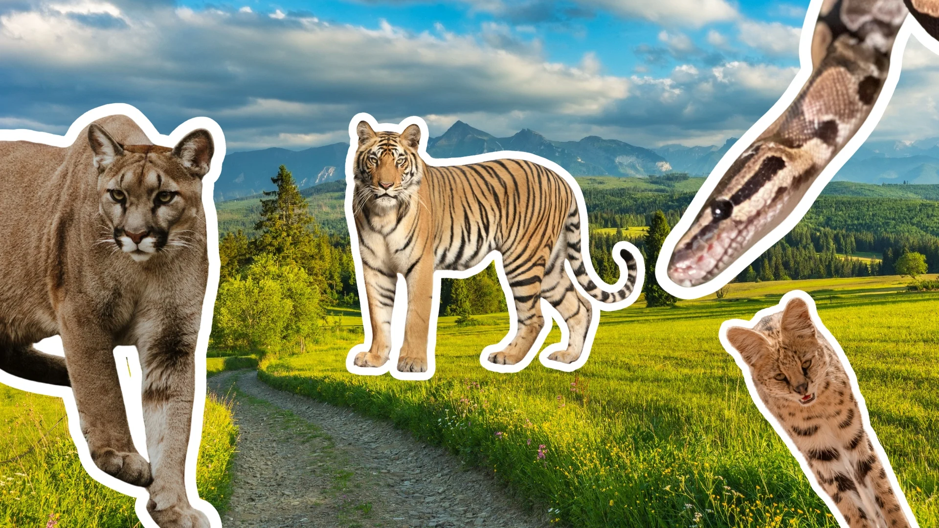 W lesie kolejna puma, w Łomiankach jeżozwierz. Też masz wrażenie, że coś tu nie gra? dzikie koty i wąż na tle panoramy Tatr